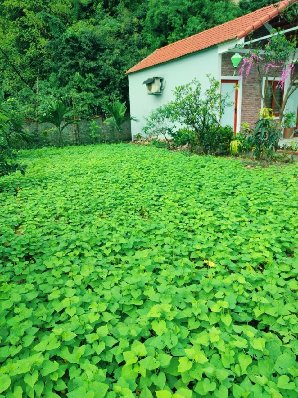 Trang An Natural Mountainside Homestay Ниньбинь Экстерьер фото